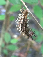 Nymphalini