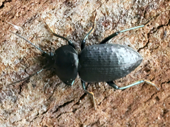 Adelium subdepressum