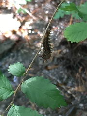 Nymphalini