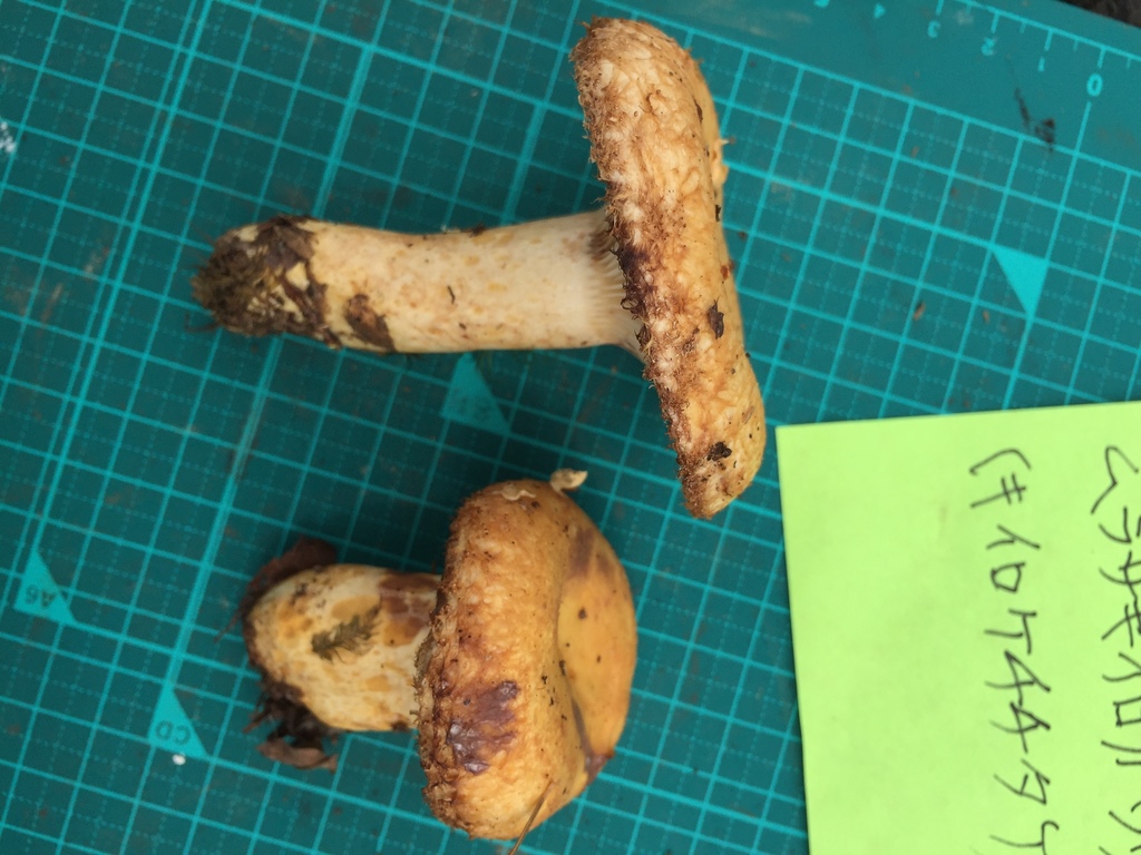 Lactarius repraesentaneus