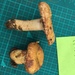 ムラサキイロガワリハツ