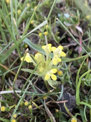 Castilleja campestris