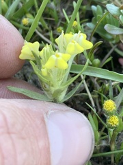 Castilleja campestris