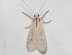 Agaraea semivitrea