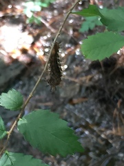 Nymphalini