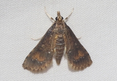 Niphograpta albiguttalis