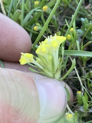 Castilleja campestris
