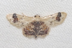 Idaea asceta