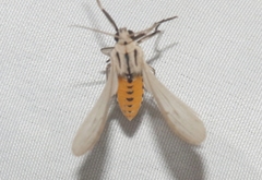 Agaraea semivitrea