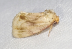 Chamaeclea basiochrea
