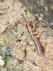 Coleoptera