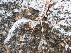 Coleoptera