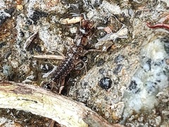 Coleoptera