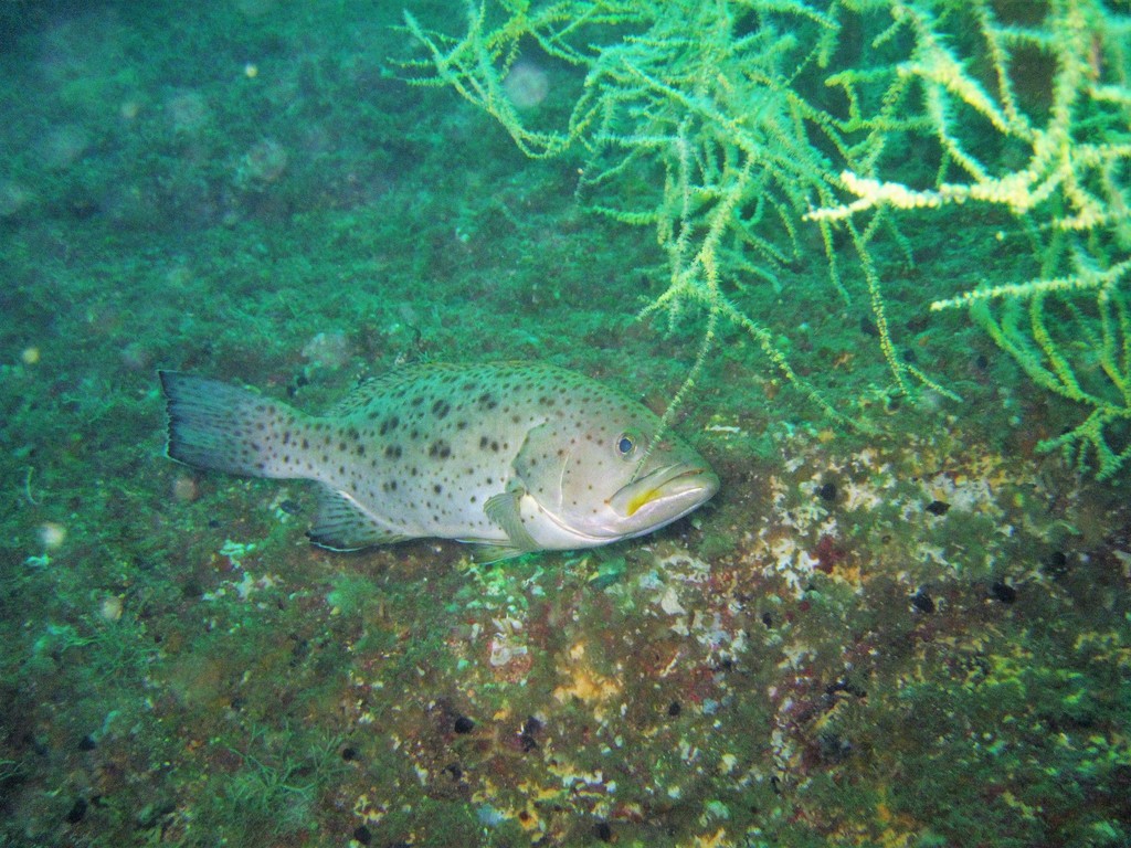 Foto de cabrilla chiruda (Mycteroperca prionura)