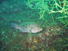Sawtail Grouper photo 2
