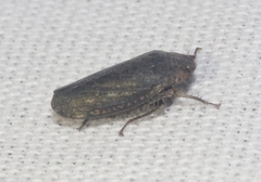 Negosiana dualis