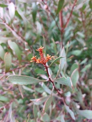 Hakea laevipes