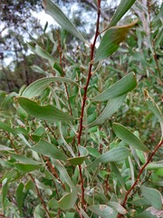 Hakea laevipes