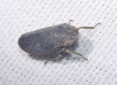 Negosiana dualis