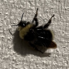 Bombus californicus