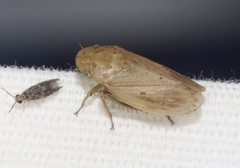 Negosiana dualis