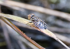 Eristalinus punctulatus