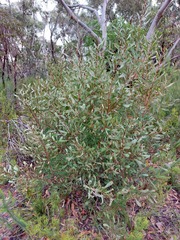 Hakea laevipes