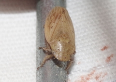 Negosiana dualis