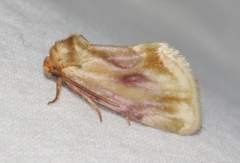 Chamaeclea basiochrea