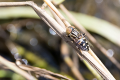 Eristalinus punctulatus