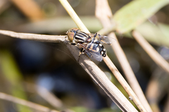 Eristalinus punctulatus