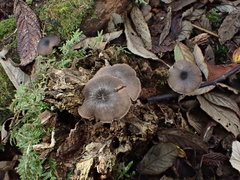 Entoloma melanophthalmum