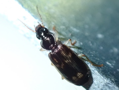 Anomotarus variegatus