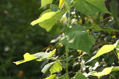 Abutilon auritum