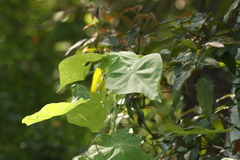 Abutilon auritum