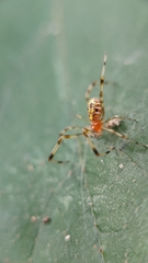 Theridion zonulatum