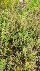 Minthostachys mollis