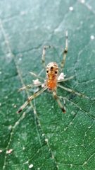Theridion zonulatum