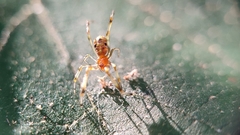Theridion zonulatum