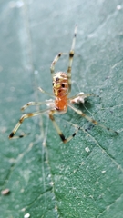 Theridion zonulatum