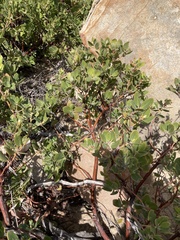 Arctostaphylos pungens