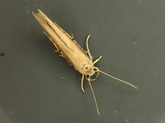 Stathmopoda skelloni