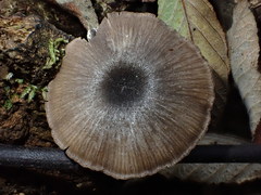 Entoloma melanophthalmum