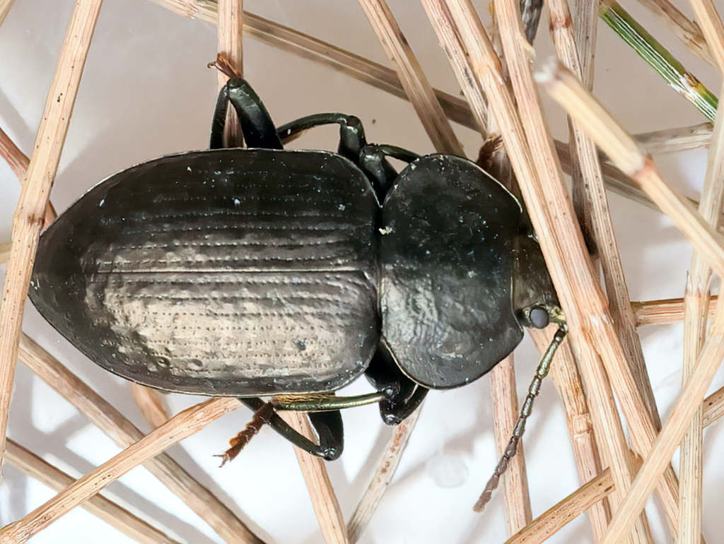 Adelium subdepressum from Tathra NSW 2550, Australia on March 19, 2022 ...