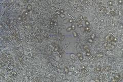 Entoloma melanophthalmum