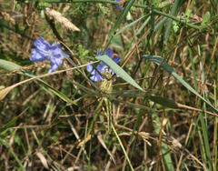 Cichorium intybus