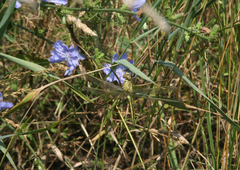 Cichorium intybus