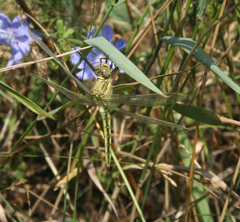 Orthetrum cancellatum