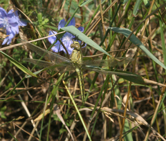 Orthetrum cancellatum