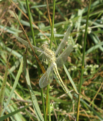 Orthetrum cancellatum
